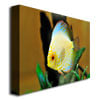 Kurt Shaffer Tropical Fish Canvas Art 18 x 24 Image 2