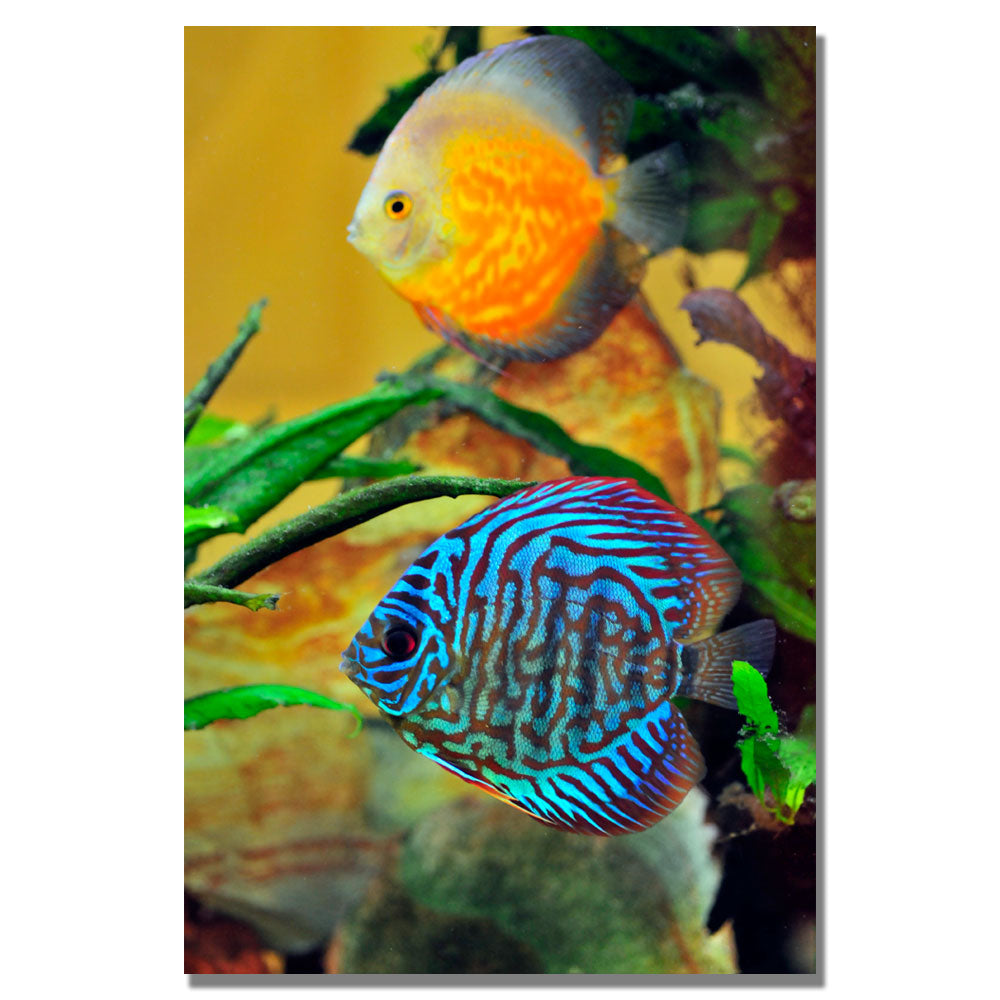 Kurt Shaffer Two Tropical Fish Canvas Art 18 x 24 Image 1