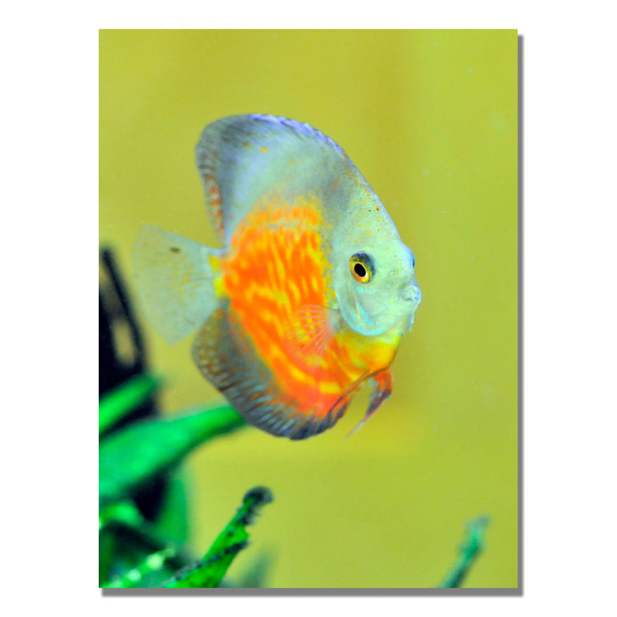 Kurt Shaffer Tropical Fish Golden Canvas Art 18 x 24 Image 1