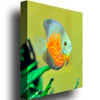 Kurt Shaffer Tropical Fish Golden Canvas Art 18 x 24 Image 2