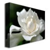 Kurt Shaffer Lovely Gardenia Canvas Art 18 x 24 Image 2