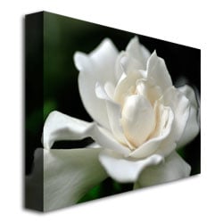 Kurt Shaffer Lovely Gardenia Canvas Art 18 x 24 Image 3