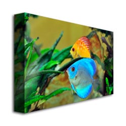 Kurt Shaffer Two Tropical Fish II Canvas Art 18 x 24 Image 3