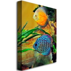 Kurt Shaffer Two Tropical Fish Canvas Art 18 x 24 Image 3