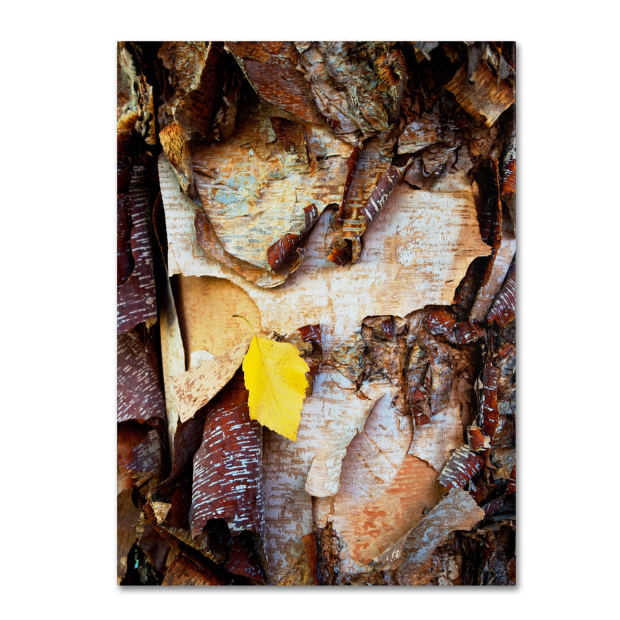 Kurt Shaffer Birch Leaf Canvas Art 18 x 24 Image 1