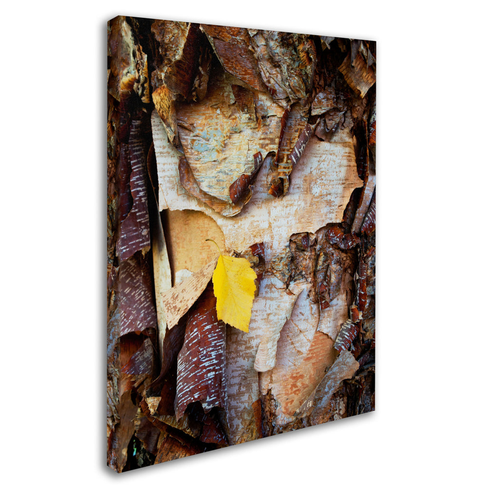 Kurt Shaffer Birch Leaf Canvas Art 18 x 24 Image 2