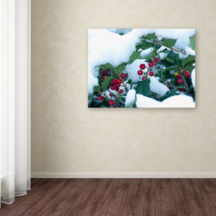 Kurt Shaffer Holly in the Snow Canvas Art 18 x 24 Image 3