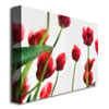 Michelle Calkins Red Tulips from Bottom Up II Canvas Art 18 x 24 Image 2
