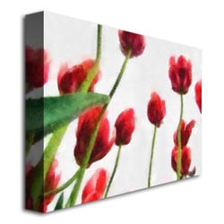 Michelle Calkins Red Tulips from Bottom Up II Canvas Art 18 x 24 Image 3