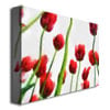 Michelle Calkins Red Tulips from Bottom Up III Canvas Art 18 x 24 Image 2