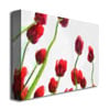 Michelle Calkins Red Tulips from Bottom Up IV Canvas Art 18 x 24 Image 2