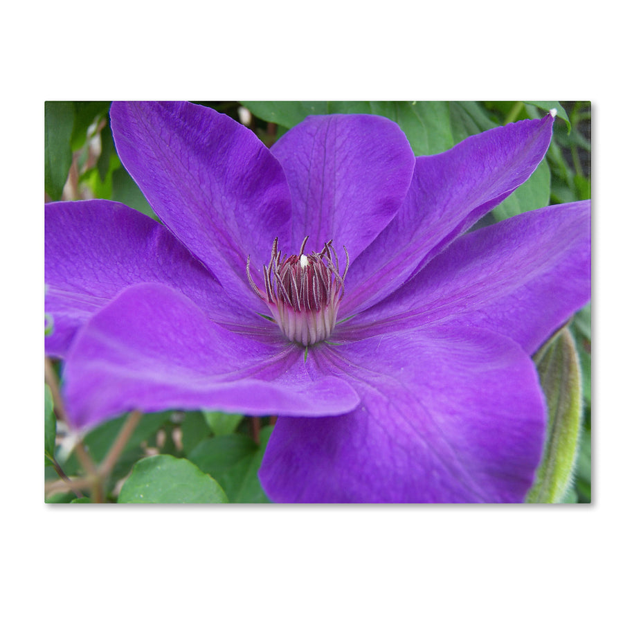 Monica Fleet Purple Flower Canvas Art 18 x 24 Image 1