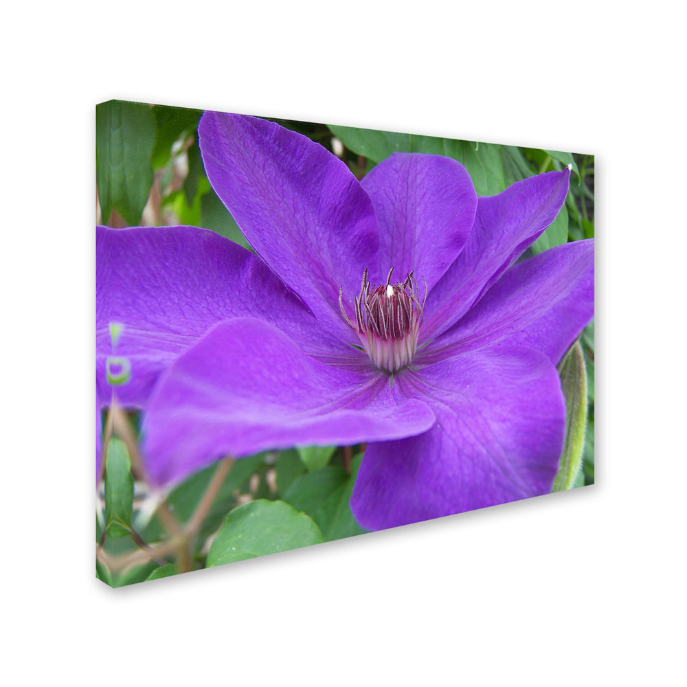 Monica Fleet Purple Flower Canvas Art 18 x 24 Image 2