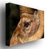 Nicole Dietz Yellowstone Big Horn Canvas Art 18 x 24 Image 2