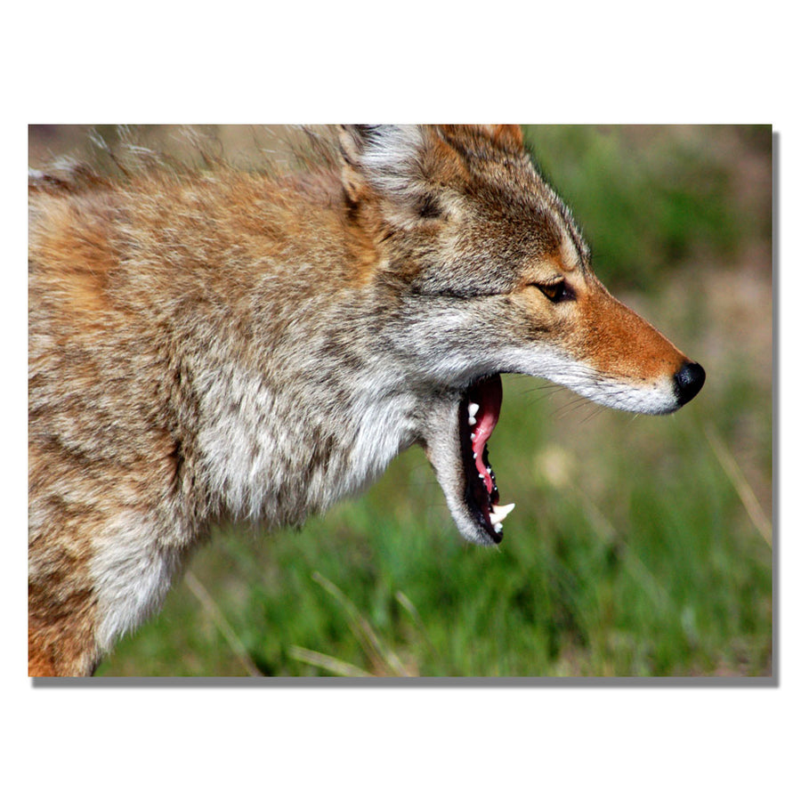 Nicole Dietz Yellowstone Coyote Canvas Art 18 x 24 Image 1