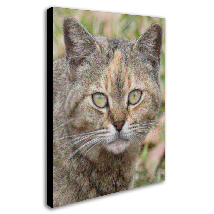 Patty Tuggle Pretty Kitty Canvas Art 18 x 24 Image 2