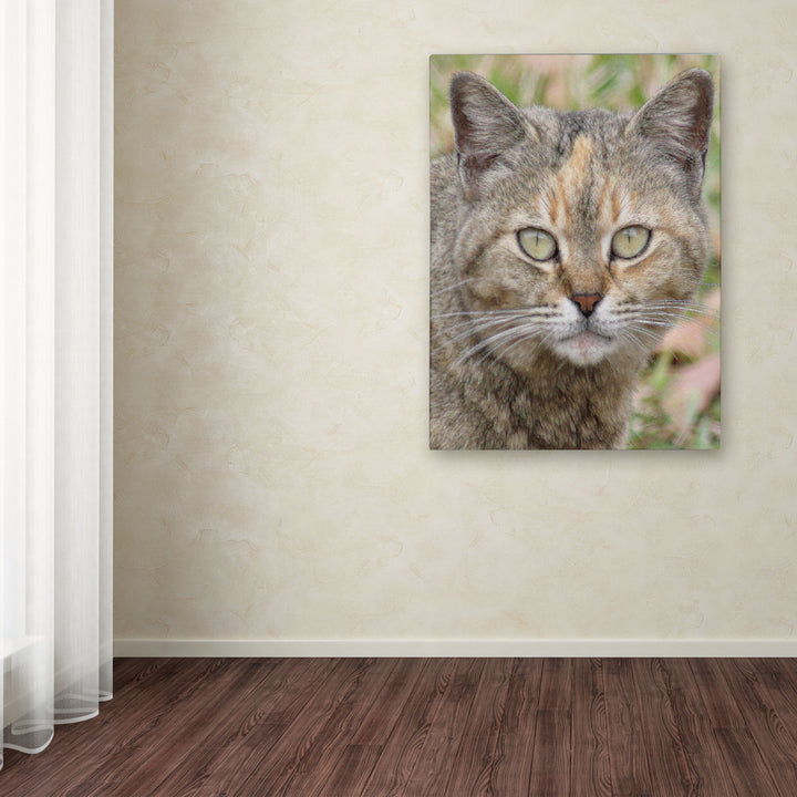 Patty Tuggle Pretty Kitty Canvas Art 18 x 24 Image 3