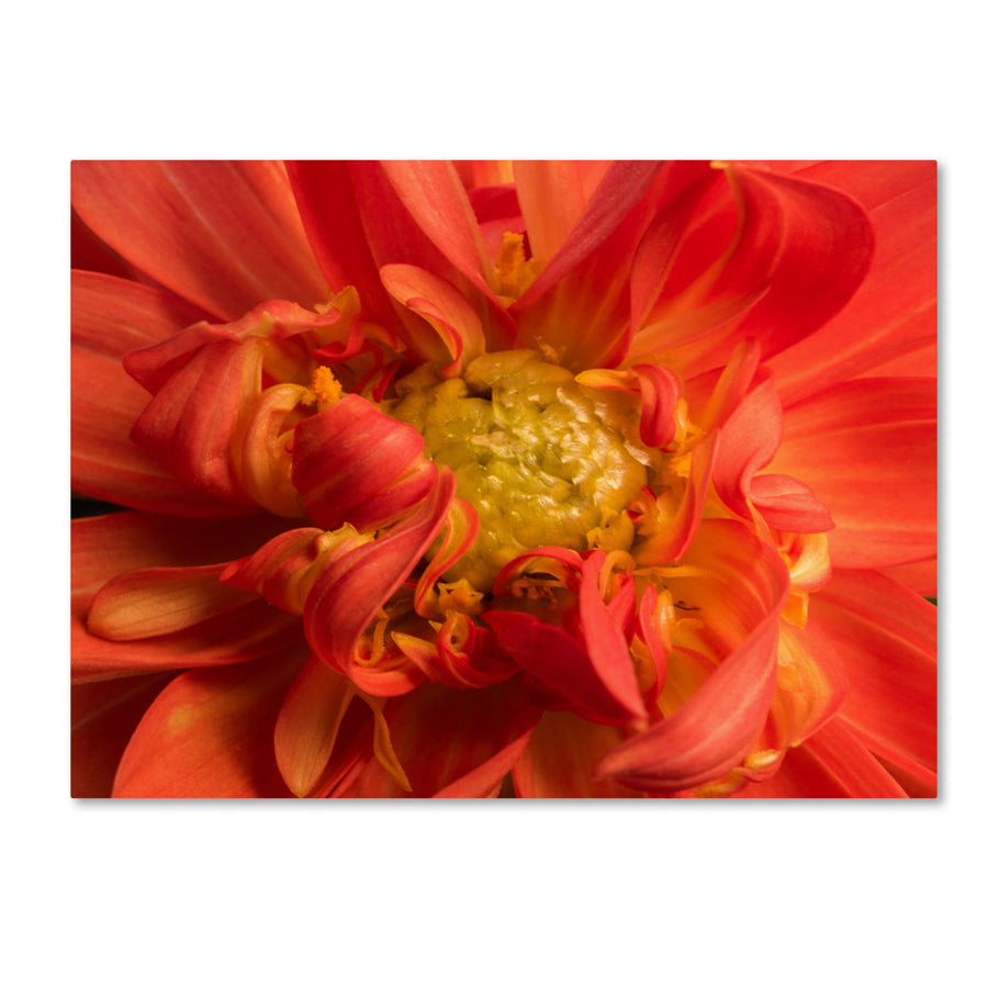 Kurt Shaffer Dahlia Unfolding 14 x 19 Canvas Art Image 1