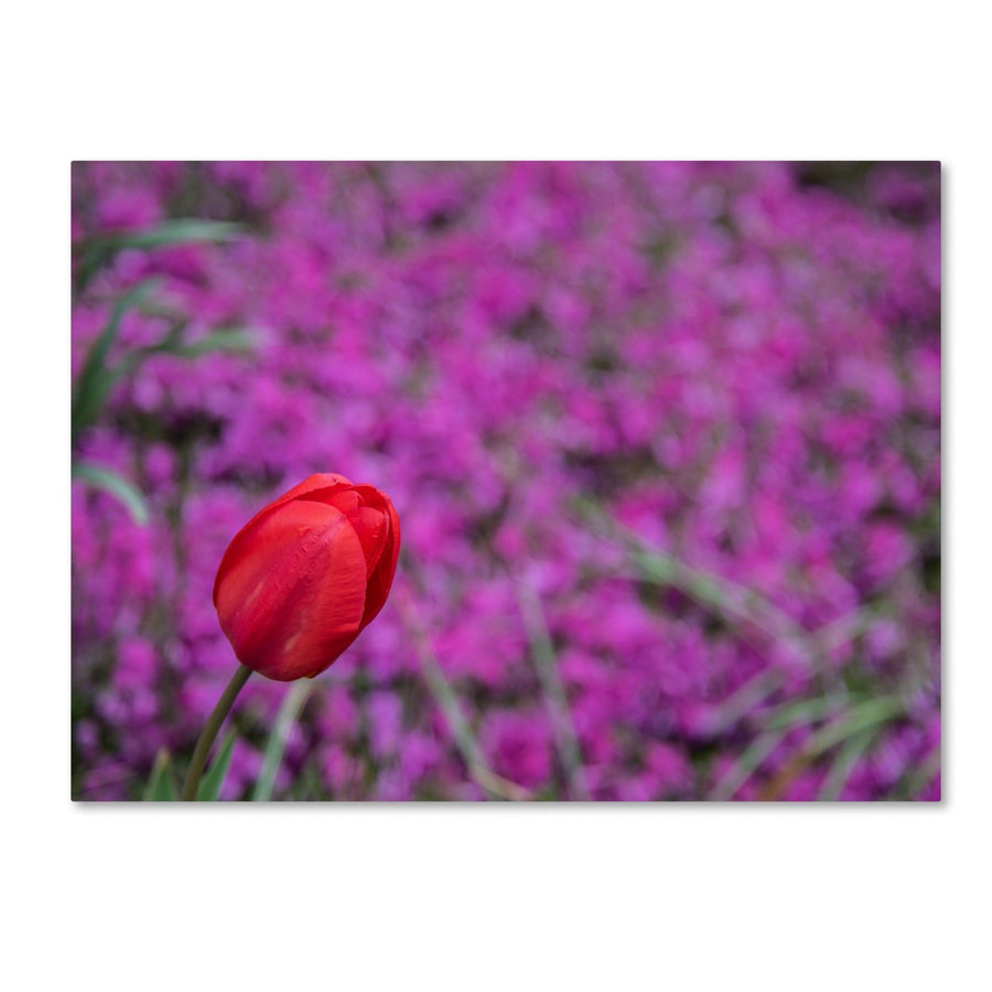 Kurt Shaffer Images of Spring 14 x 19 Canvas Art Image 1