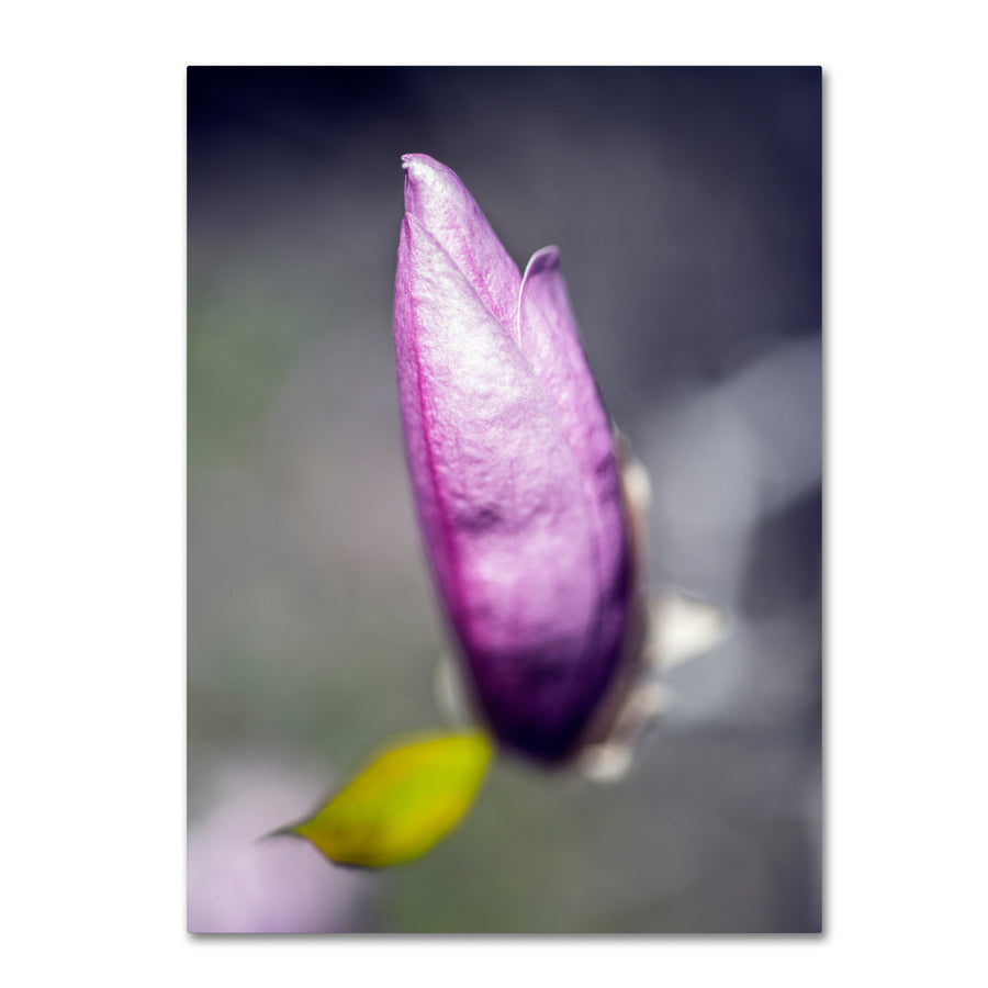 Kurt Shaffer Magnolia Flower Bud 14 x 19 Canvas Art Image 1