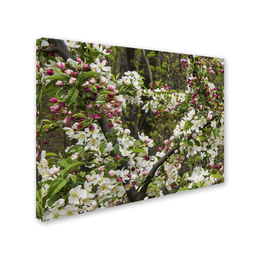 Kurt Shaffer Apple blossoms II 14 x 19 Canvas Art Image 2