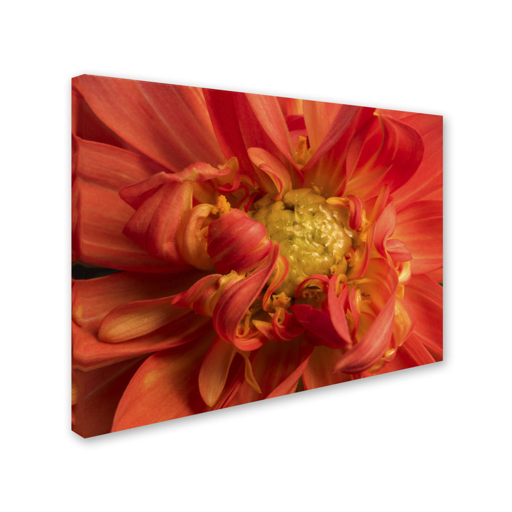 Kurt Shaffer Dahlia Unfolding 14 x 19 Canvas Art Image 2