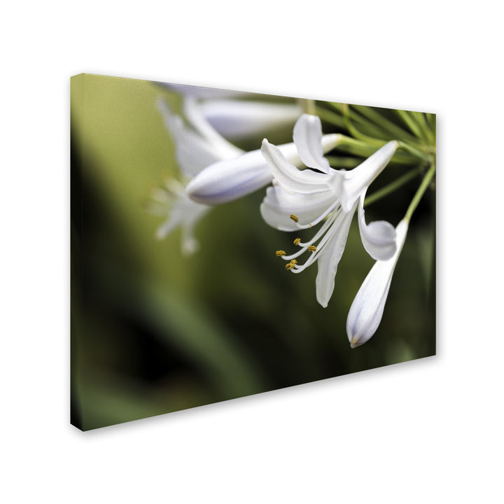 Kurt Shaffer Flowerettes 14 x 19 Canvas Art Image 2