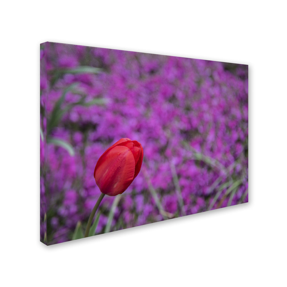 Kurt Shaffer Images of Spring 14 x 19 Canvas Art Image 2