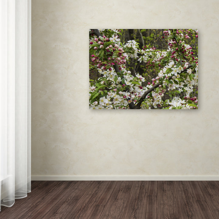Kurt Shaffer Apple blossoms II 14 x 19 Canvas Art Image 3