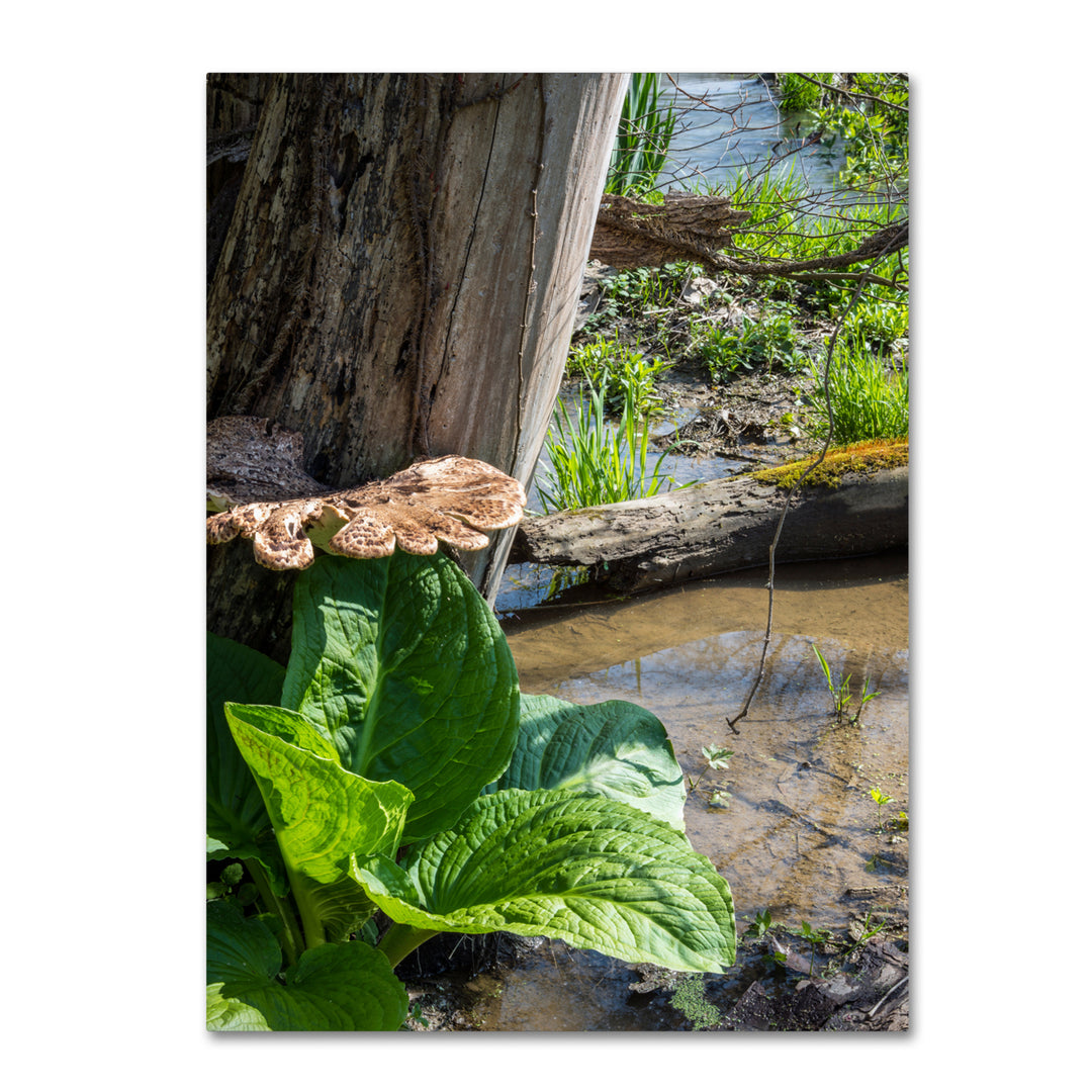 Kurt Shaffer Wetland Scene 14 x 19 Canvas Art Image 1