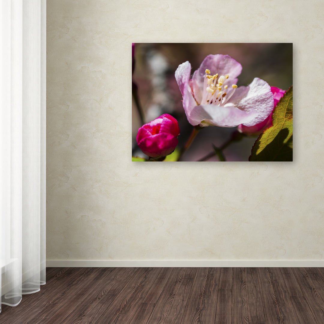 Kurt Shaffer Spring Pink Blossom 14 x 19 Canvas Art Image 3