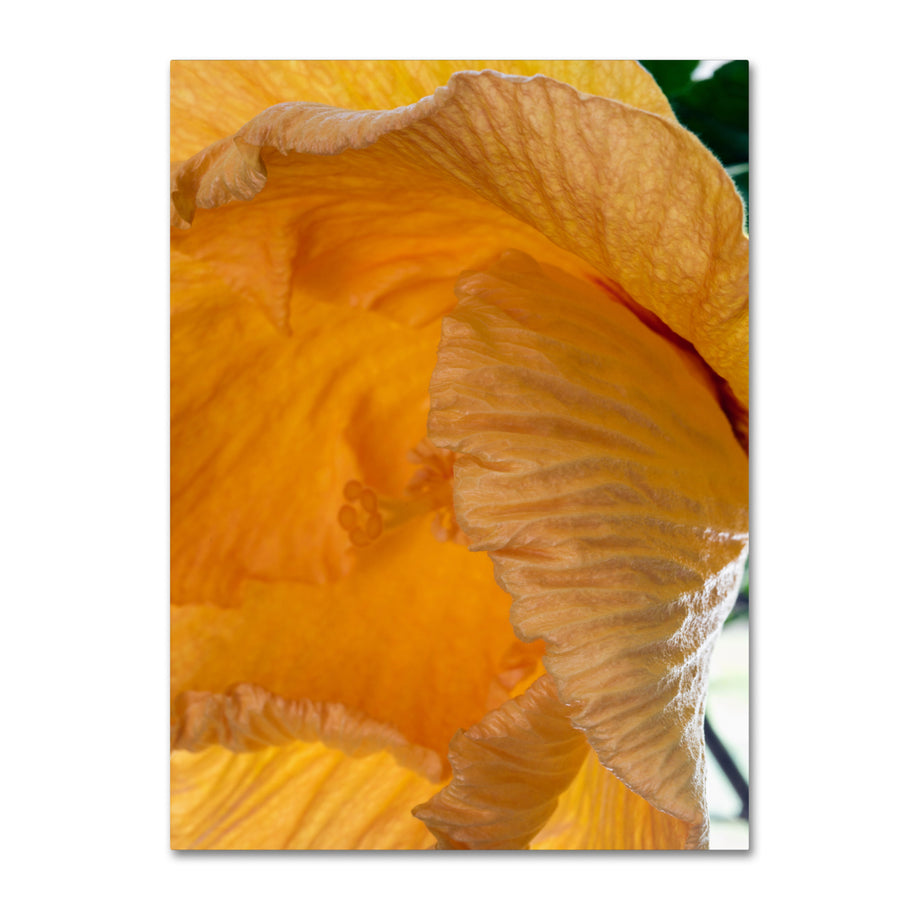 Kurt Shaffer Yellow Hibiscus Study III 14 x 19 Canvas Art Image 1