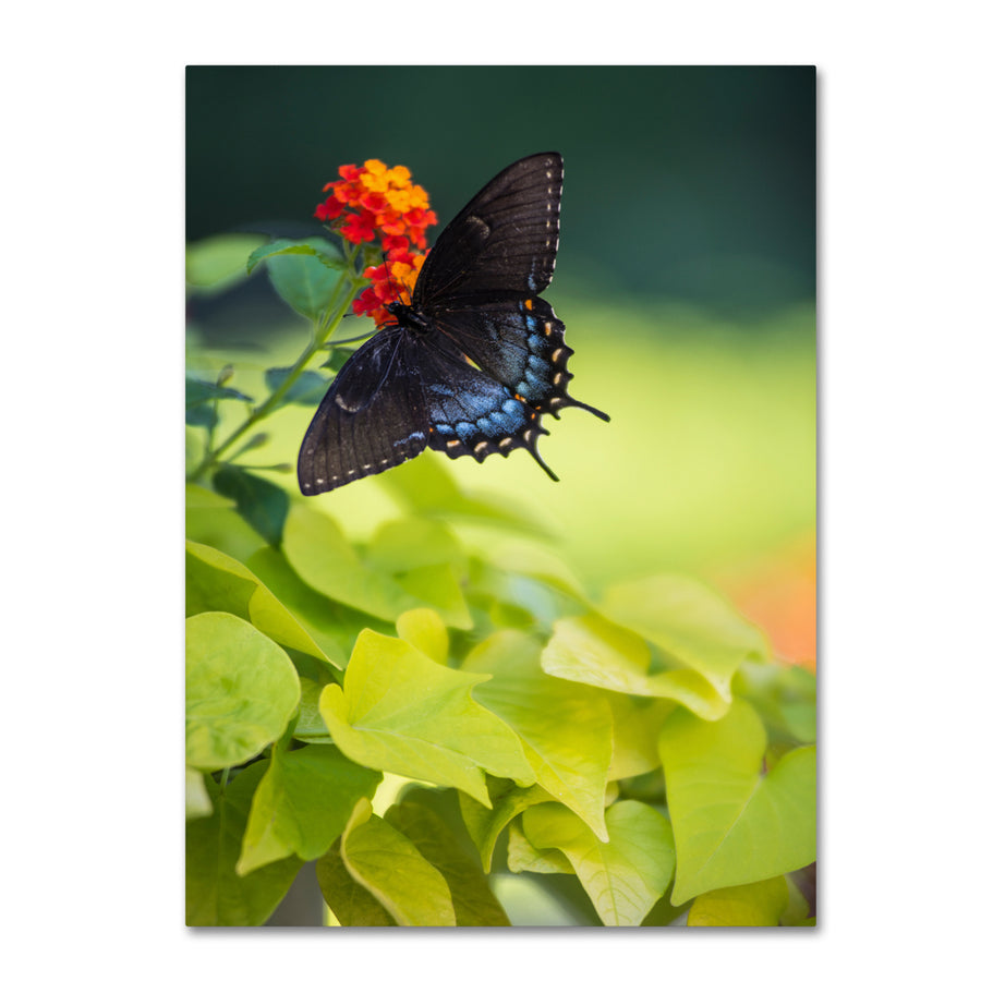 Kurt Shaffer Spicebush Swallowtail Butterfly 14 x 19 Canvas Art Image 1