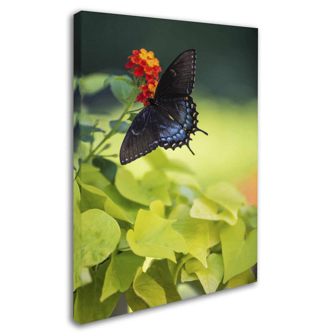 Kurt Shaffer Spicebush Swallowtail Butterfly 14 x 19 Canvas Art Image 2