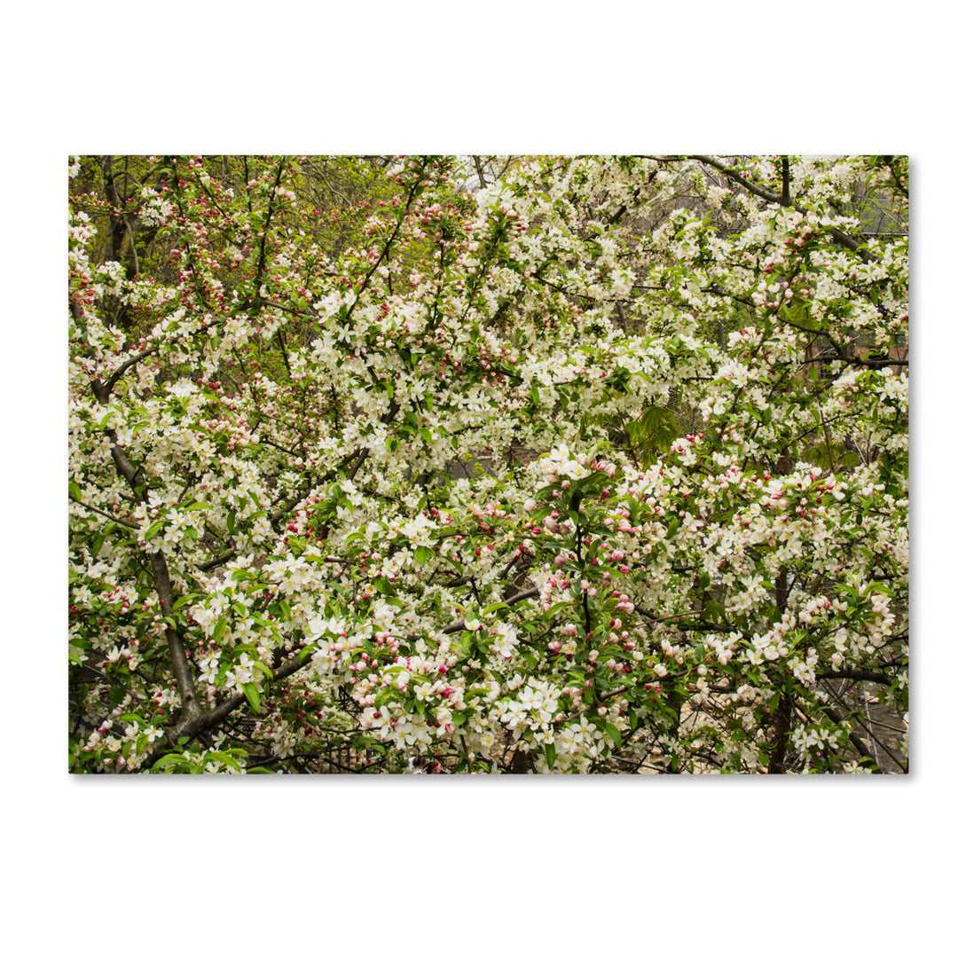 Kurt Shaffer Apple blossoms III Canvas Art 18 x 24 Image 1