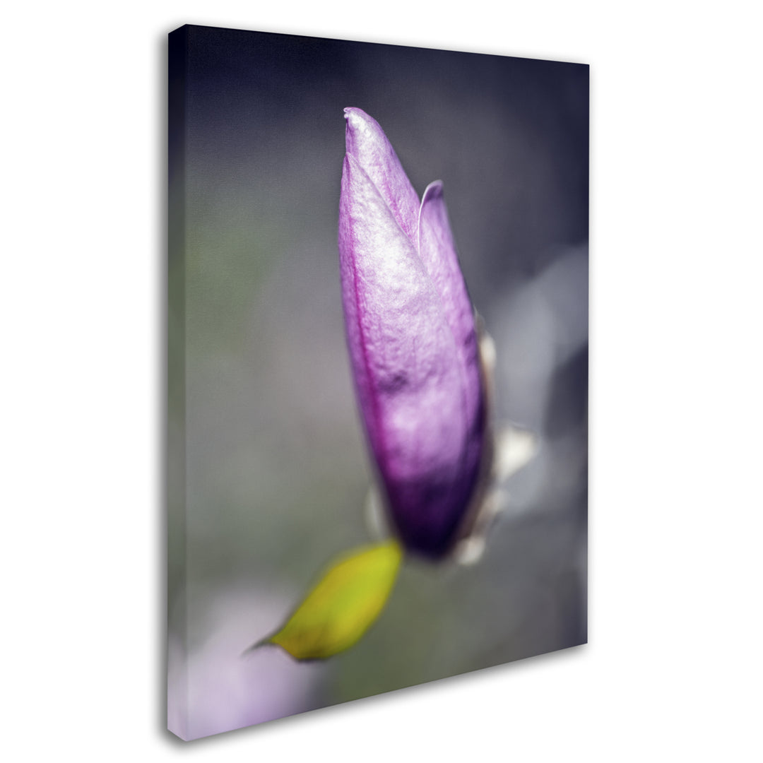 Kurt Shaffer Magnolia Flower Bud Canvas Art 18 x 24 Image 2