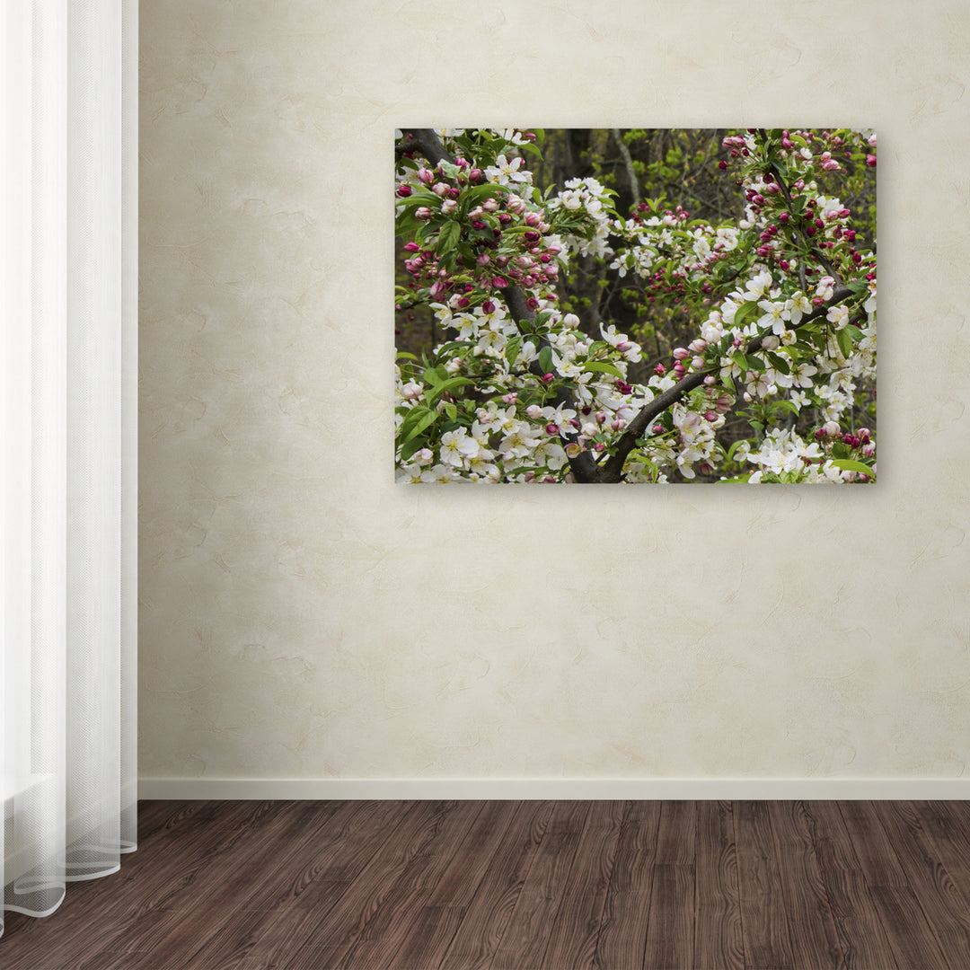 Kurt Shaffer Apple blossoms II Canvas Art 18 x 24 Image 3
