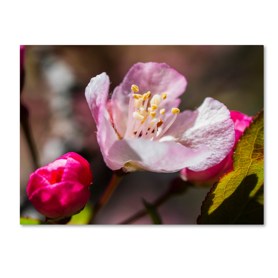 Kurt Shaffer Spring Pink Blossom Canvas Art 18 x 24 Image 1