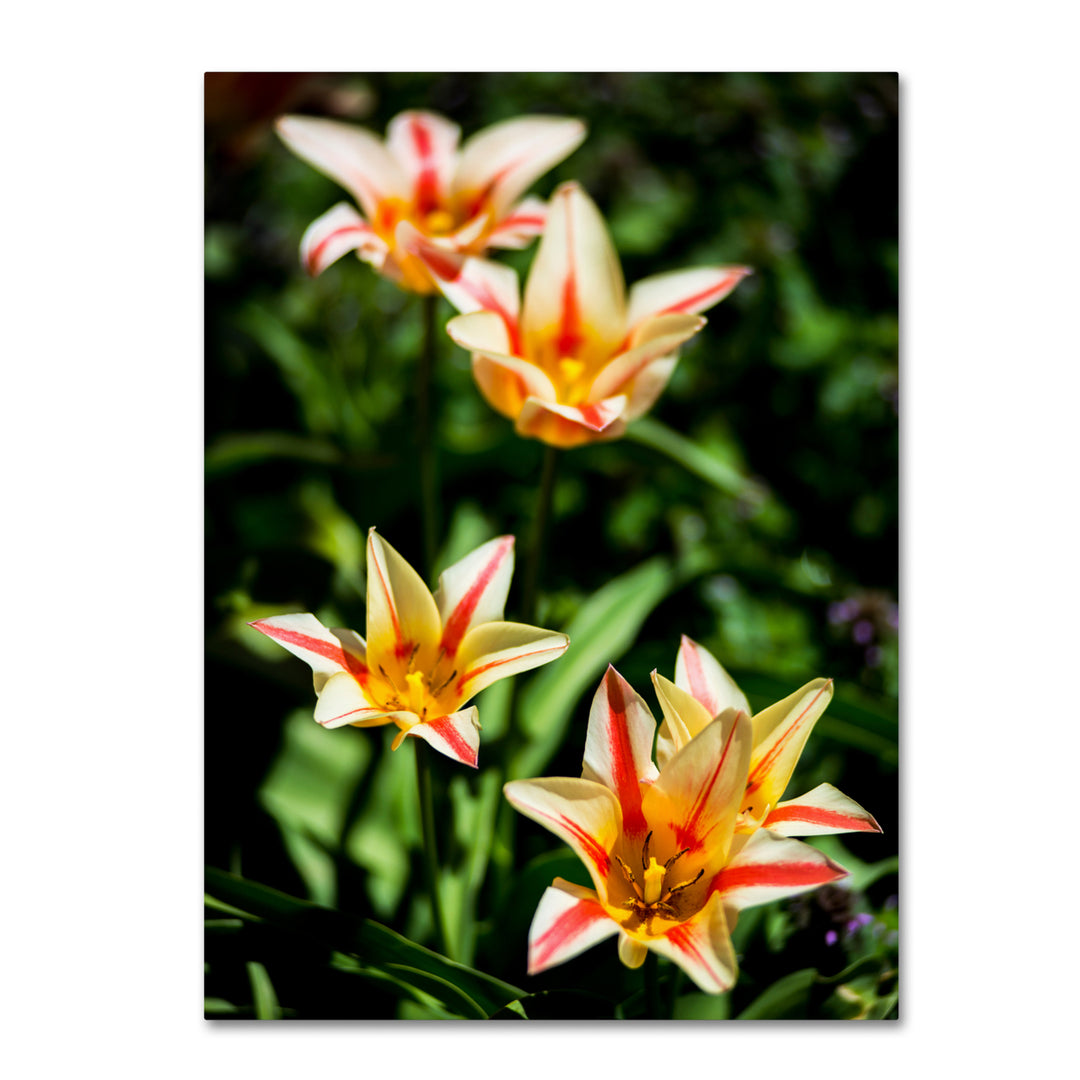 Kurt Shaffer Tremont Tulips Canvas Art 18 x 24 Image 1