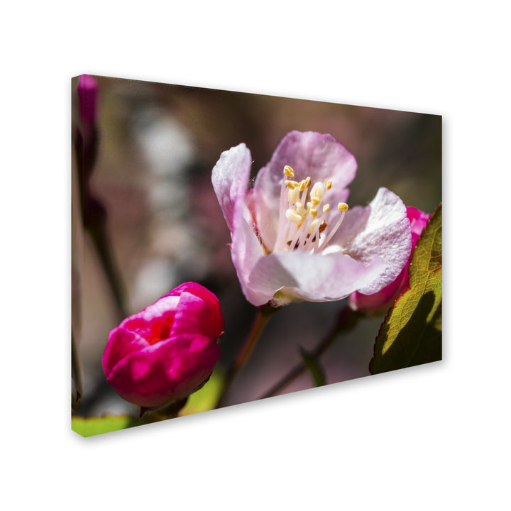 Kurt Shaffer Spring Pink Blossom Canvas Art 18 x 24 Image 2