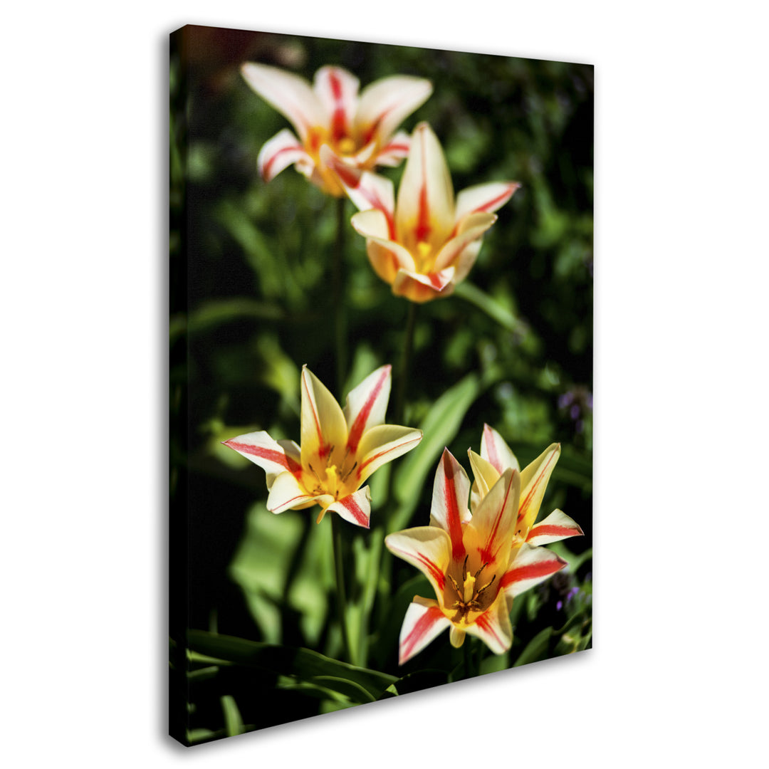 Kurt Shaffer Tremont Tulips Canvas Art 18 x 24 Image 2