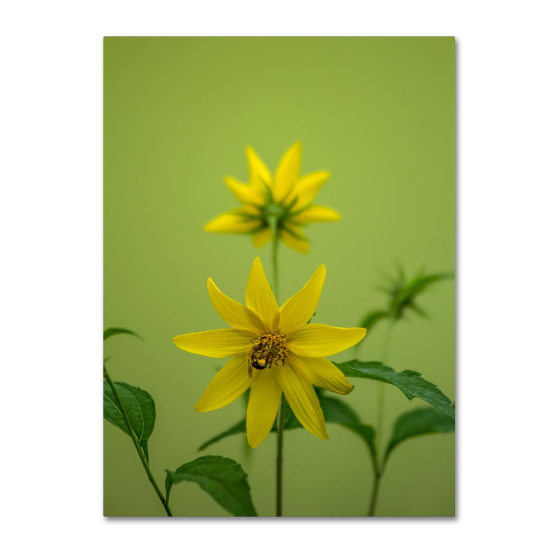 Kurt Shaffer Bumblebee Yellow Daisy Canvas Art 18 x 24 Image 1