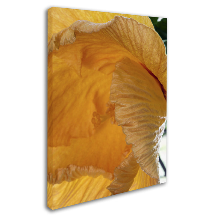 Kurt Shaffer Yellow Hibiscus Study III Canvas Art 18 x 24 Image 2