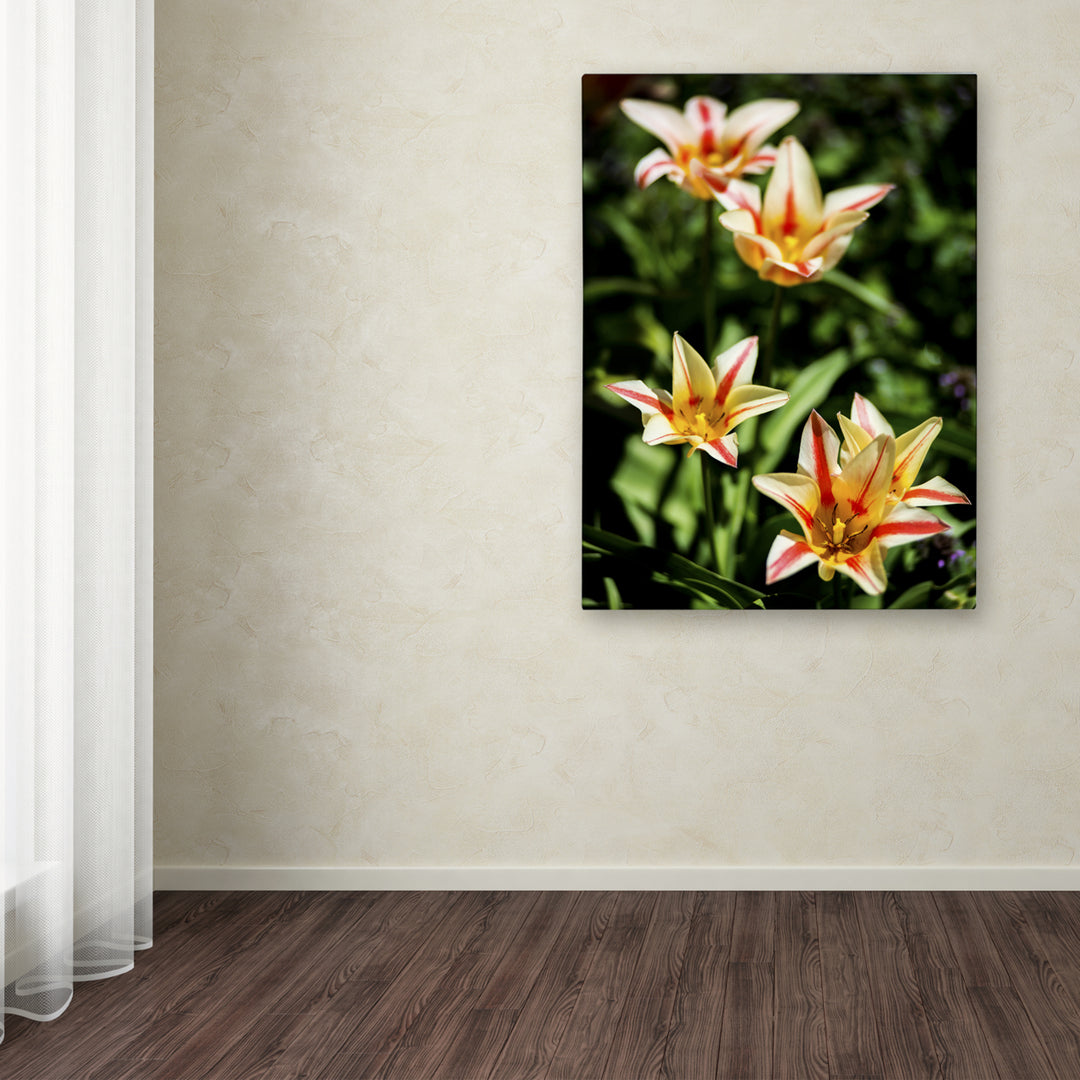 Kurt Shaffer Tremont Tulips Canvas Art 18 x 24 Image 3