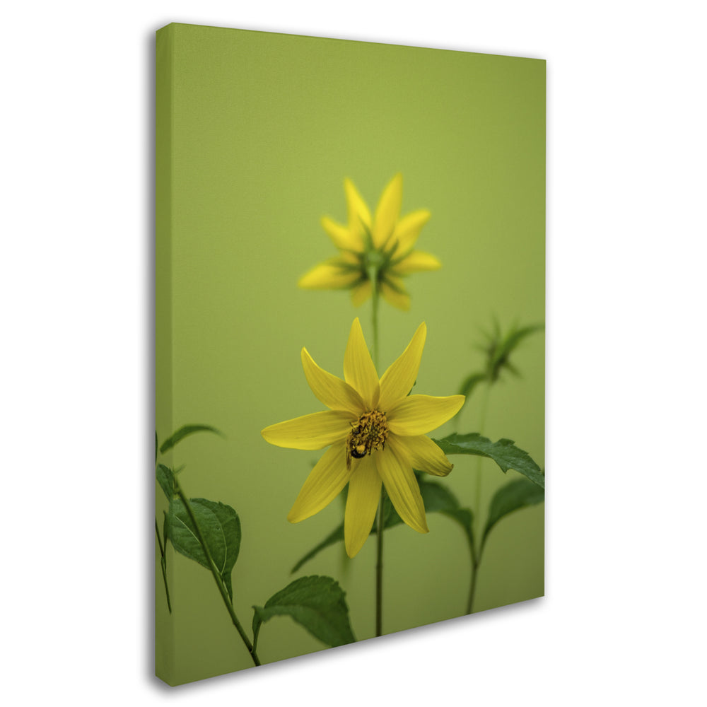 Kurt Shaffer Bumblebee Yellow Daisy Canvas Art 18 x 24 Image 2