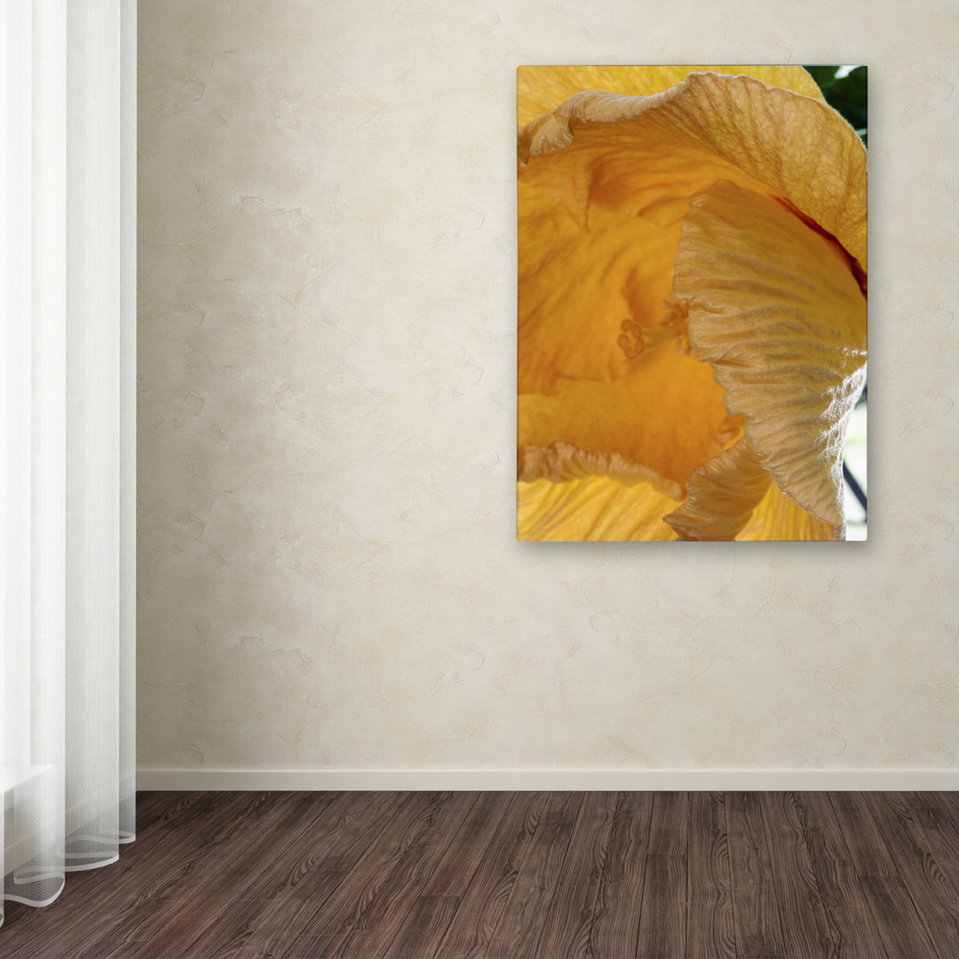 Kurt Shaffer Yellow Hibiscus Study III Canvas Art 18 x 24 Image 3