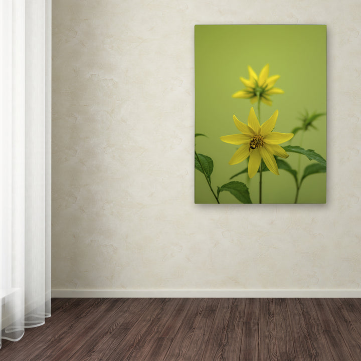 Kurt Shaffer Bumblebee Yellow Daisy Canvas Art 18 x 24 Image 3