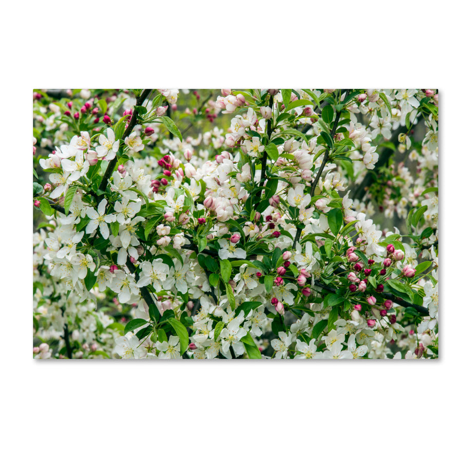 Kurt Shaffer Apple blossoms Canvas Art 16 x 24 Image 1