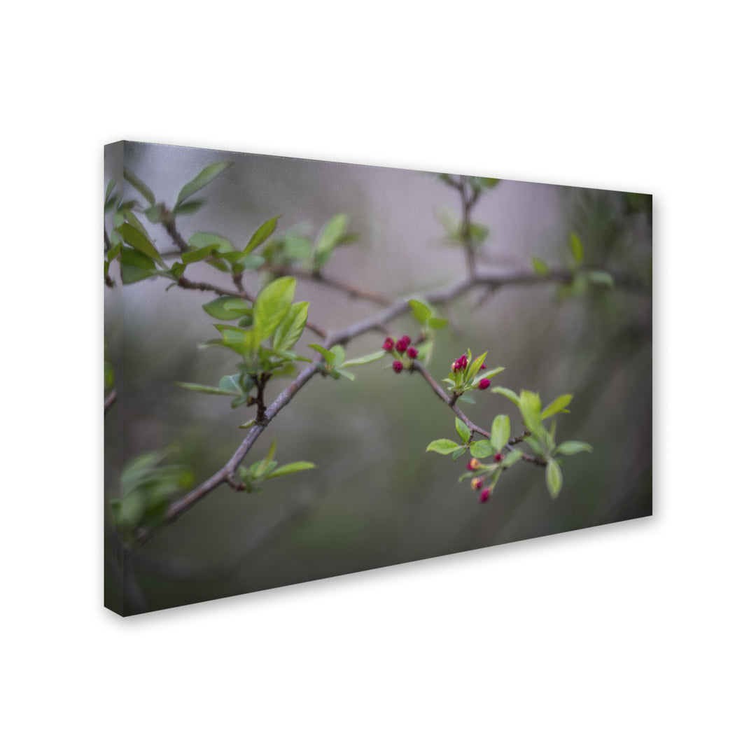 Kurt Shaffer Blooming in the Forest Canvas Art 16 x 24 Image 2