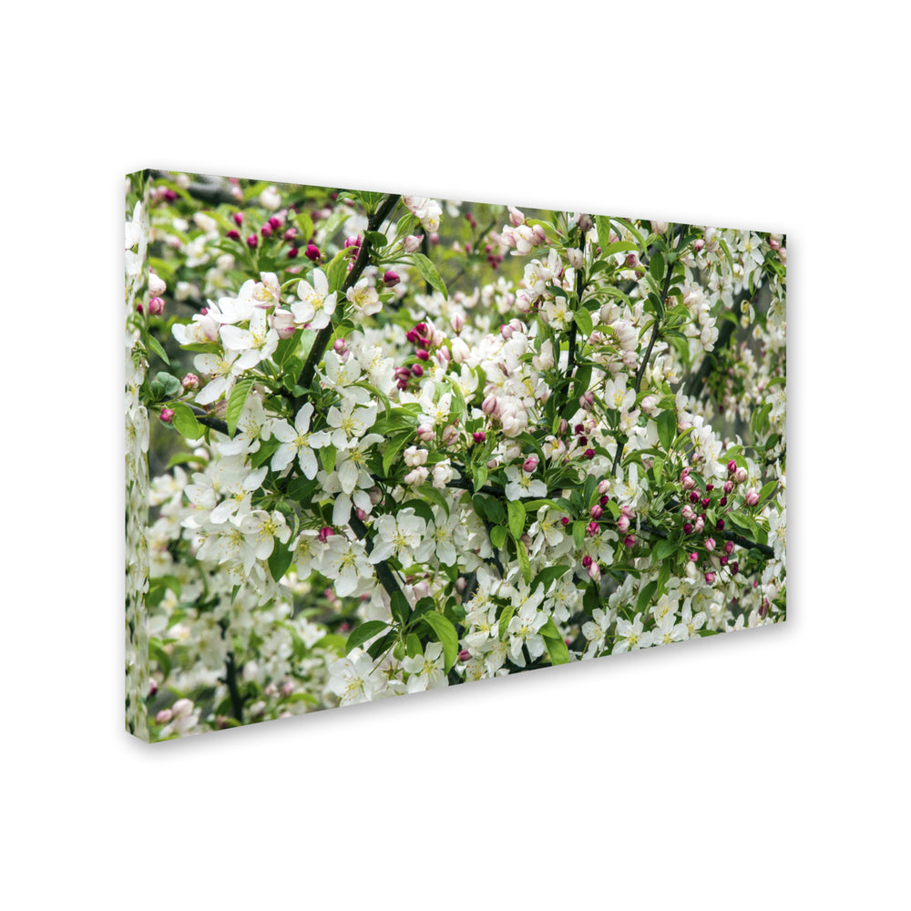 Kurt Shaffer Apple blossoms Canvas Art 16 x 24 Image 2